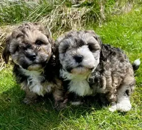 Havanský psík - čistokrevná štěňátka