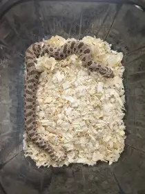 Heterodon nosatý NZ25