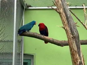 Hledám 1.0 papouška Eclectus polychloros v modré mutaci.