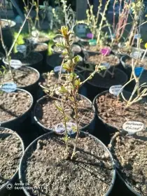 Rakytník Friesdorfer Orange