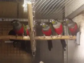 Pyrura červenobřichý