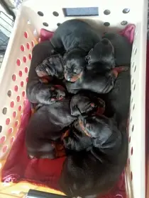 Dobrman štěňátka