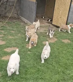 Stredoázijský pastiersky pes – šteniatka s PP z chovnej stanice Al-Azhar