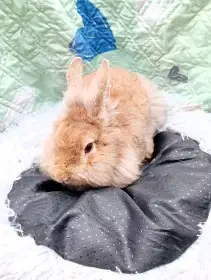 Zakrslý králíček rex s t.g.