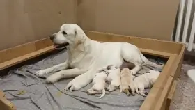Štěňata Labradorského retrívra