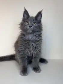 Nabízíme poslední tři volné kocourky mainské mývalí kočky s PP