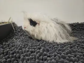 Morčata - samičky Peruánec a Alpaka