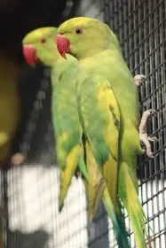 Prodám Alexandr malý mutace: