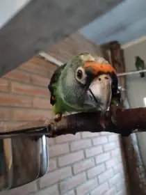 Papoušek konžský gulielmi gulielmi 0,1