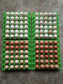 Volné místo v líhni