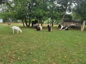 Pronájem statku k chovu koní