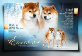 Shiba-inu - štěňátka