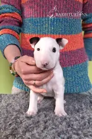 Fenka, Barbiturians DYSKRETNA ELEGANCJA, 4 weeks.