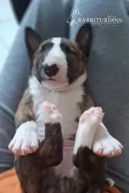 Fenka, Barbiturians DOBRA WRÓŻBA, 4 weeks.
