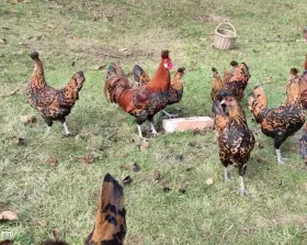 Appenzellský chocholáč