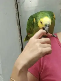 Amazoňan modročelý