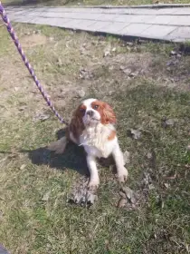 Kavalír king charles španěl