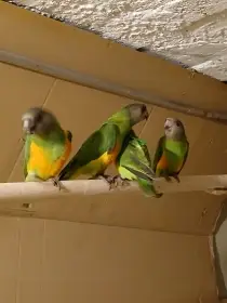 Papoušek  senegalský