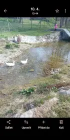 Káčata kachny pekingské