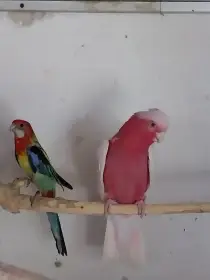 Prodám Kakadu růžového