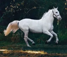 Sháním možnost docházet ke koním za výpomoc – Pelhřimov