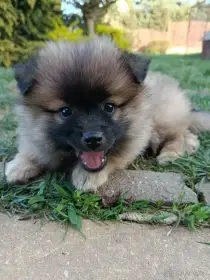 Německý špic střední s  PP