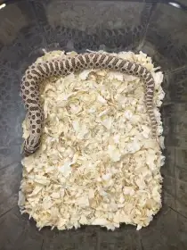 Heterodon nosatý NZ25