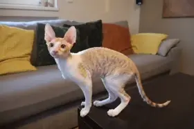 Kočička Cornish rex