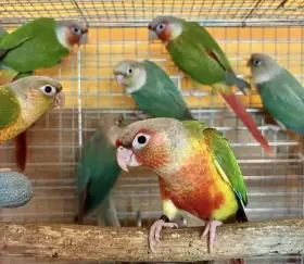 Ručně dokrmené pyrury