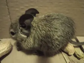 Prodám mláďata osmáků