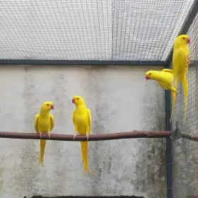 Alexandr malý lutino