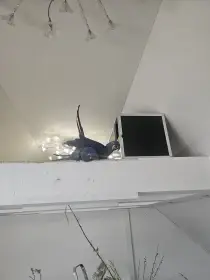 Ara Hyacintový harmonizující pár, 10 let