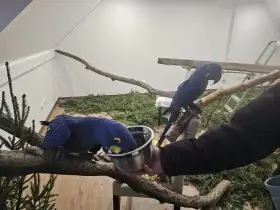 Ara Hyacintový harmonizující pár, 10 let