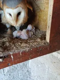 Mláďata Sovy pálené