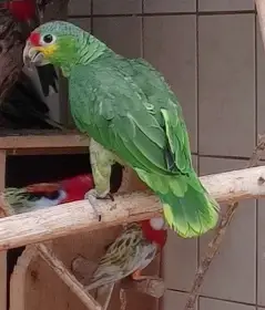 Amazonan žlutolící 1/0