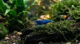 Krevetky Neocaridina Blue Dream