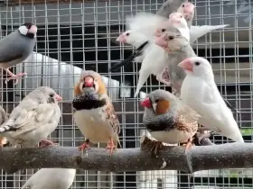 Prodám Zebřička pestrá