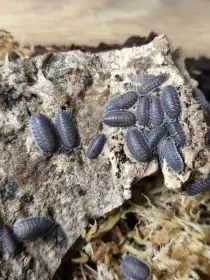 Isopody·stínky - Bulk/balíčky - posílám / Fauna trhy Ostrava 26.4.