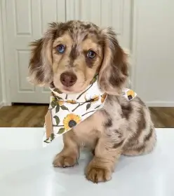 Dachshund
