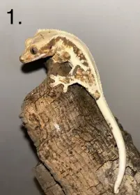 Pagekon řasnatý 0.0.2 (Correlophus ciliatus)