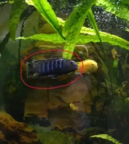 Daruji samce Tlamovec Saulosův