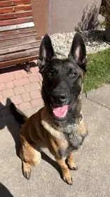 Belgický ovčák malinois-Amos