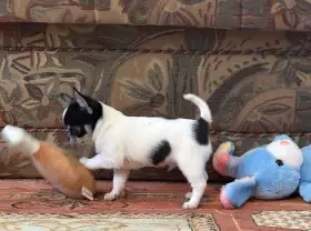 Čivava krátkosrstá s PP