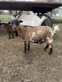 Holandská zakrslá koza