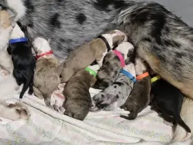 Border kolie Štěňátka s vyšetřením s PP - 2