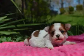 Havanský psík s PP