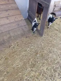 Kůzlata narozená leden 2026