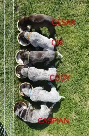 Krmení