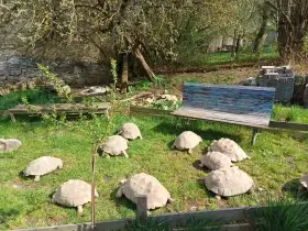 Koupím vaše přerostlé želvy