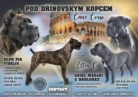 Prodej štěňátek Cane Corso